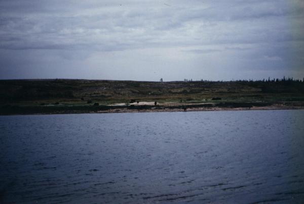 Muskox