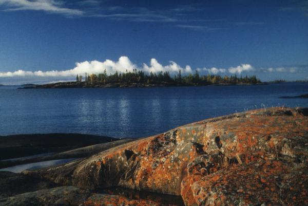 Lichen on island